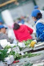 Unidentified people working inside of a flower factory on bunch of blossoming beautiful roses bouquets, empaqued and