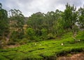 Unidentified people working in a tea plantation, Munnar is best known as India`s tea capital. Royalty Free Stock Photo