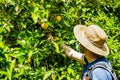 Unidentified person picking oranges, San Jose, South San Francisco bay area, California