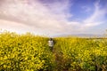 Unidentified person walking on a path lined up with Black mustard Brassica nigra wildflowers, San Jose, San Francisco bay area,
