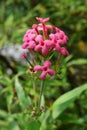 An unidentified pink flower that resembles Ixora flower Royalty Free Stock Photo