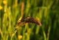 Unidentified plant closeup