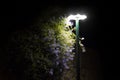 Flowers illuminated by streetlight at night