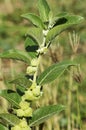 Unidentified plant, Pune , Maharashtra