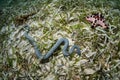 Unidentified Sea Snake Hunting in Seagrass Meadow