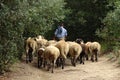 Unidentified Shepherd with their sheep in a path in the forest, Catalonia, Spain
