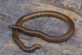 Unidentified shieldtail, Uropeltis snake form Bangalore, Karnataka