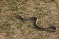 A unidentified snake running or crawling towards its shelter.