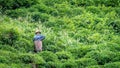 Unidentified tea picker young girl tea garden Rize Turkey East Blacksea Royalty Free Stock Photo