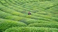 Unidentified tea picker young girl tea garden Rize Turkey East Blacksea Royalty Free Stock Photo