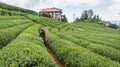 Unidentified tea picker young girl tea garden Rize Turkey East Blacksea