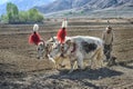 Unidentified Tibetan farmers work rice field