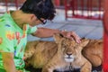 Unidentified tourist is pitying to the young lion chained
