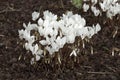 Unidentified wild cyclamen Cyclamen sp. Royalty Free Stock Photo