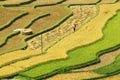 An unidentified woman passing the terraced fields Royalty Free Stock Photo