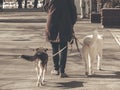 Unidentified woman walking two pet dogs on the sidewalk, in Bucharest Royalty Free Stock Photo