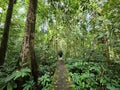 Unidentified woman walking on a walkway in Danum Valley Jungle Lahad Datu Royalty Free Stock Photo