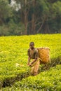 Unidentified worker with woven wicker baskets on his back, hand picking or harvesting tea leaves. Royalty Free Stock Photo