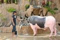 Unidentified young man washing a spotted water buffalo