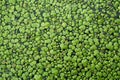 Uniform background of duckweed leaves on the surface of the pond