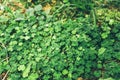 Uniform grass with clovers Royalty Free Stock Photo