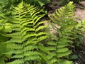 Uniform wood fern Dryopteris uniformis, Einheitlicher Wurmfarn, EinfÃÂ¶rmiger Wurmfarn oder Einfoermiger Wurmfarn / Botanical G. Royalty Free Stock Photo