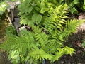 Uniform wood fern Dryopteris uniformis, Einheitlicher Wurmfarn, EinfÃÂ¶rmiger Wurmfarn oder Einfoermiger Wurmfarn / Botanical G. Royalty Free Stock Photo