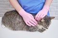 A uniformed veterinarian examines a cat at a pet clinic, close-up