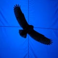Uniformly blue suggesting a controlled lighting environment or a digitally Royalty Free Stock Photo