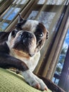 Unimpressed Boston Terrier sunbathing, close up shot Royalty Free Stock Photo