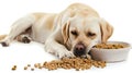 Uninterested Labrador Retriever with a Bowl of Dog Food. Generative ai