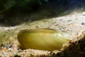 Unio pictorum, painter`s mussel, partially hidden in sand aquatic bivalve mollusk, closeup view Royalty Free Stock Photo