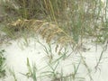 Uniola Paniculata (Sea Oats) Plants Growing in Sand Dunes on Atlantic Ocean Coast in Florida. Royalty Free Stock Photo