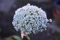 Union plant blooming with little white flowers in mid summer