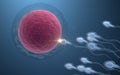 The union of sperm and an egg cell, 3d rendering Royalty Free Stock Photo
