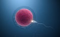 The union of sperm and an egg cell, 3d rendering Royalty Free Stock Photo