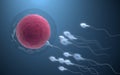 The union of sperm and an egg cell, 3d rendering Royalty Free Stock Photo