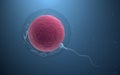 The union of sperm and an egg cell, 3d rendering Royalty Free Stock Photo