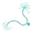 Unipolar neuron cell