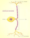 A unipolar neuron is a neuron in which only one process, called a neurite, extends from the cell body Royalty Free Stock Photo