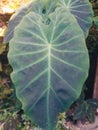 Uniq caladina Leaf