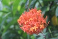 Uniq flower from Indonesia
