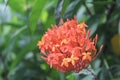 Uniq flower from Indonesia