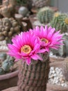 Pair flowers cactus