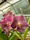 A uniq pattern on this orchids is so beautiful