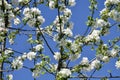 Unique abstract pattern of branches of flowering apple tree on blue sky background. Royalty Free Stock Photo