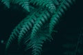 Unique and aesthetic collection of photos of fern leaves with dark blue vibes Royalty Free Stock Photo