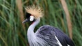 Unique african crowned crane in a lake, high definition photo of this wonderful avian in south america. Royalty Free Stock Photo