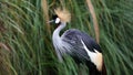 Unique african crowned crane in a lake, high definition photo of this wonderful avian in south america. Royalty Free Stock Photo