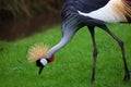 Unique african crowned crane in a lake, high definition photo of this wonderful avian in south america. Royalty Free Stock Photo